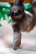 sloth - Paperback