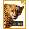 Cheetah - Hardcover