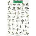 Mac's Field Guides: Northeast Park & Backyard Birds - Paperback