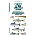 Fishes of the Canadian North: A Folding Guide to Native and Introduced Freshwater Species of the Northwest Territories, Nunavut and Yukon - Paperback
