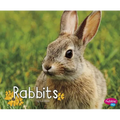 Rabbits - Paperback