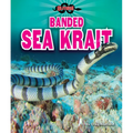 Banded Sea Krait - Library Binding