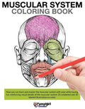 Muscular System Coloring Book - Paperback