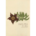 Stapelia Mixta - Paperback