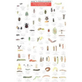 Mac's Field Guides: Northeast Garden Bugs