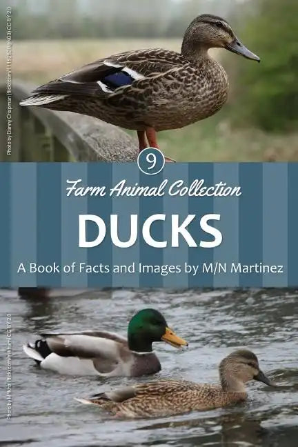 Ducks - Paperback