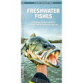 Freshwater Fishes: An Introduction to Familiar North American Species