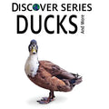 Ducks - Paperback