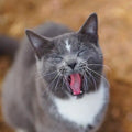 Colorado Barn Cats - Skunk and Chauncey - Paperback