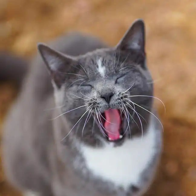 Colorado Barn Cats - Skunk and Chauncey - Paperback