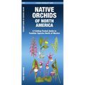 Native Orchids of North America: A Folding Pocket Guide to Familiar Species North of Mexico - Paperback