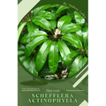 Schefflera actinophylla: Plant Guide - Paperback