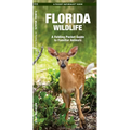 Florida Wildlife: An Introduction to Familiar Species - Paperback