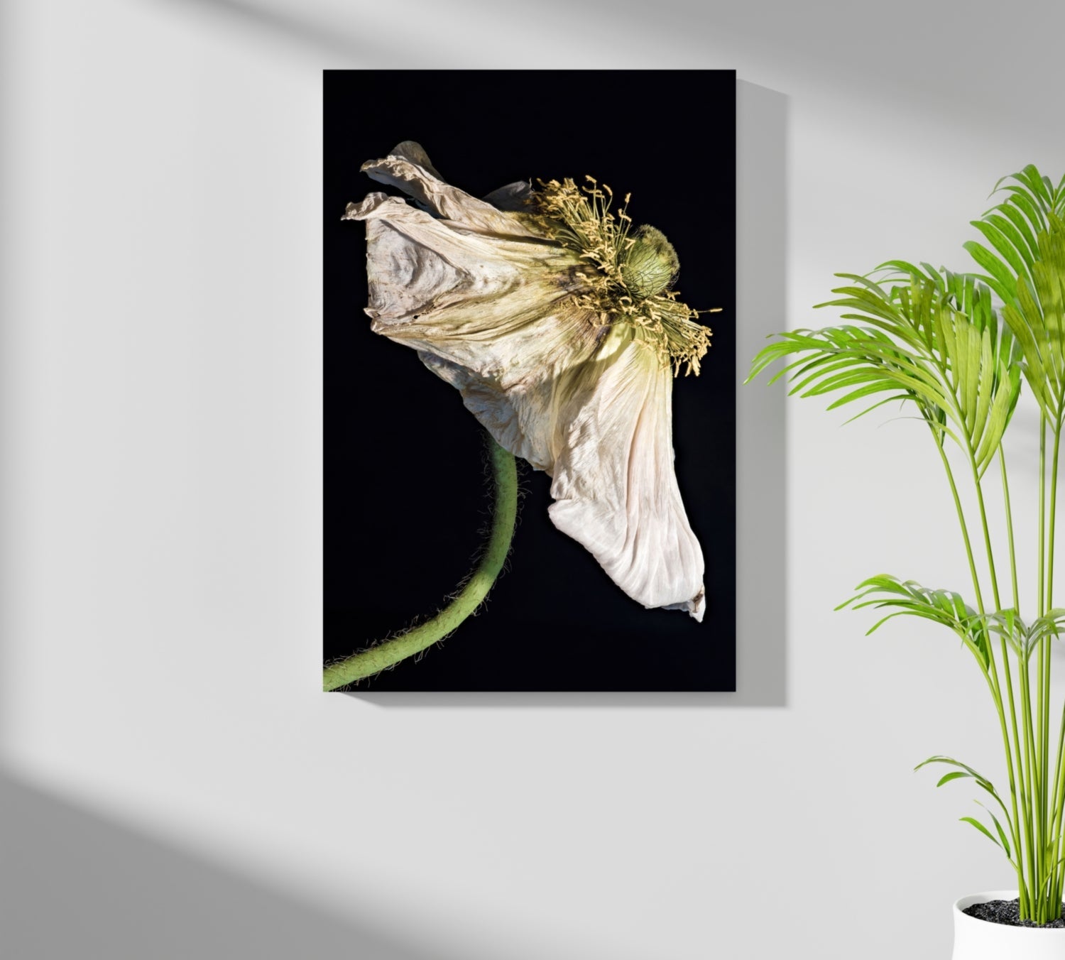 Flower Aluminum Print