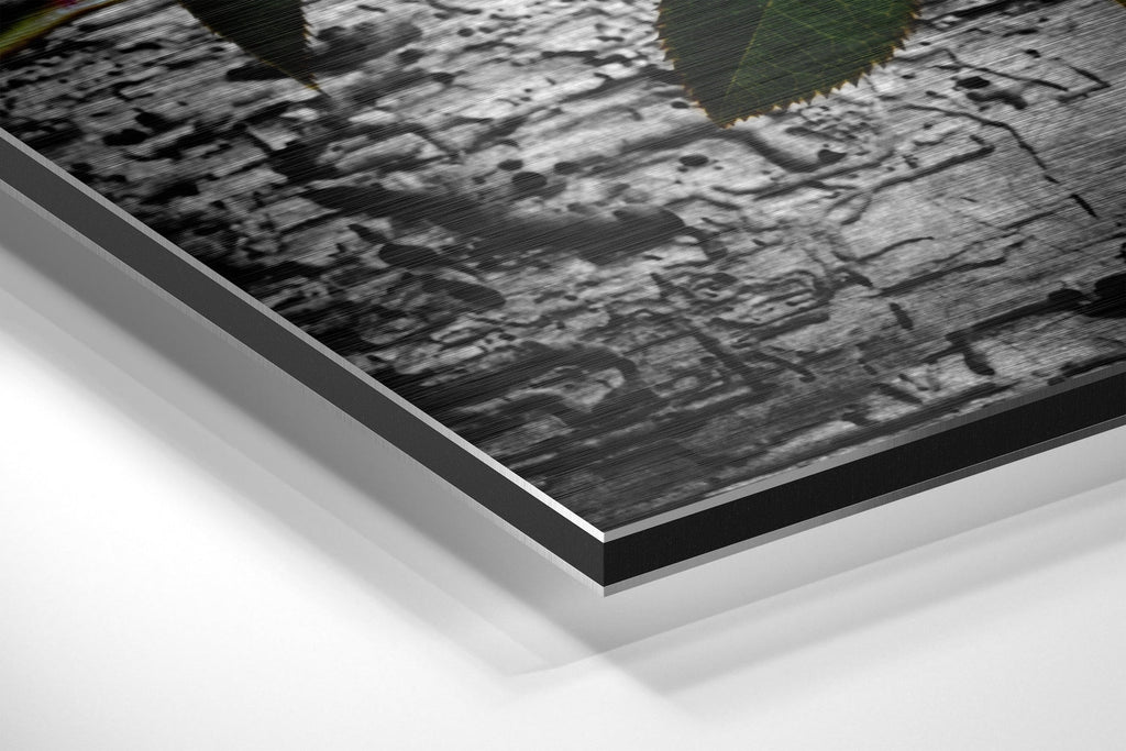 Rose Brushed Aluminium Dibond Wall Art