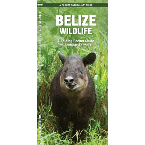 Belize Wildlife: A Folding Pocket Guide to Familiar Animals - Paperback