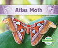 Atlas Moth - Library Binding
