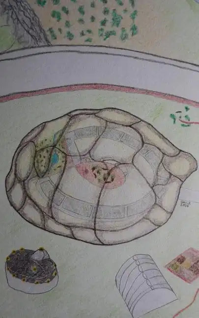 The Turtle Test - Paperback