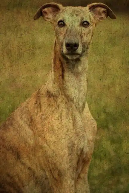 Whippet: Whippet - Paperback