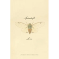 Spindrift Love - Paperback
