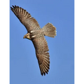Falcon: Birds of Prey in the Genus Falco, Which Includes about 40 Species. Falcons Are Widely Distributed on All Continents of - Paperback