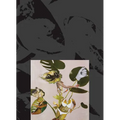 Kandis Williams: A Surface - Paperback