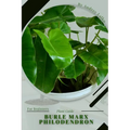 Burle Marx Philodendron: Plant Guide - Paperback